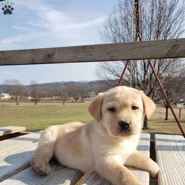 Henry, Black Labrador Retriever Puppy